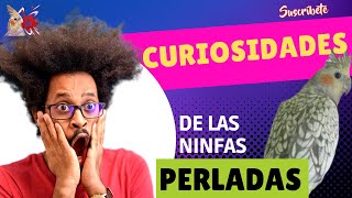 Ninfas Perladas Curiosidades [upl. by Leasa298]