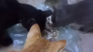 Feeding some Cats here inside the compound of the accomodation cat feeding animals  🙏❤️🙏❤️ [upl. by Linus]