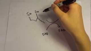 Pyruvate Dehydrogenase Complex PDC Lec [upl. by Reel]