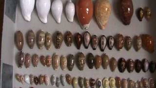 My seashells collection  Ma collection de coquillages cypraea conus cowries murex [upl. by Aseral]