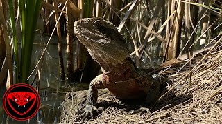 Eastern water dragon [upl. by Maltzman222]