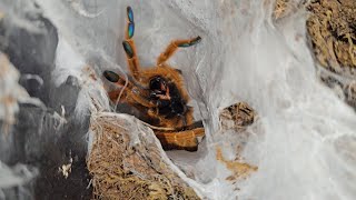 Orange Baboon Tarantula Molted I think so Ill go Investigate [upl. by Yreffej]