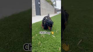 Long haired dachshund chilli amp Cherry Smoothed 💖 dachshund dog dogs doxie miniaturedachshund [upl. by Goldston714]