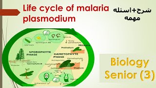 ثانويه عامه life cycle of a fern plant polypodium [upl. by Nnaid]