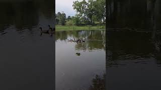 guinea fowl flying [upl. by Datha]