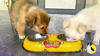 Funny Puppies Food Review 🐶🍲 Petify TV Dogs Series 29 🐕💕 Puppies Food Review Channel Videos [upl. by Oberheim]