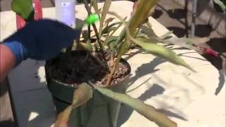 Removing amp treating scale on Epiphyllum plants [upl. by Ylrac518]