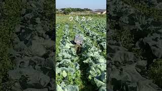 畝間用草刈ロボット【ウネカル】草刈りデモ 農業 農業技術 ラジコン草刈機 農業機械 ロボット 草刈り 豊橋市 shorts [upl. by Curkell776]