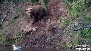 19 Jul 2024 quotPquot Pops Down for a Bite exploreorg [upl. by Kerekes]