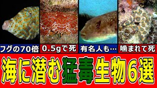 【歌舞伎役者も犠牲に…】猛毒を持つ海の生物6選【ゆっくり解説】 [upl. by Oirramaj]