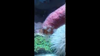 Pink sea cucumber in the softie reef tank [upl. by Aggappera889]