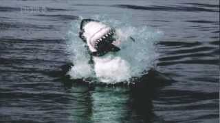 Great White Sharks jumping out of the water to catch seals HD [upl. by Hereld]