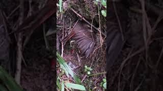 Brave Mother Bird Shields Her Chicks in the Heavy Rain  Natures Love [upl. by Dalia15]