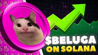 BELUGA  VIRAL CAT MEME ON SOLANA [upl. by Fancy]