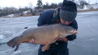 Wielki karp spod lodu  Big fish Ice Fishing [upl. by Atat]