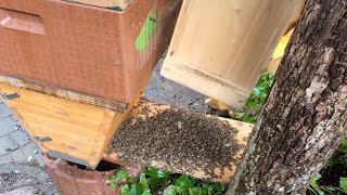 Bienen vereinigen mit Bienenmasse ohne Königinnenpheromone [upl. by Cori126]