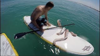 Giant Squid Attacks Surfboard [upl. by Anana]