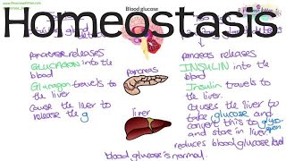 Homeostasis  Biology GCSE and iGCSE [upl. by Nalrah]