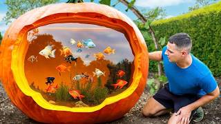 I Turned A Pumpkin Into A Fish Aquarium [upl. by Onurb]