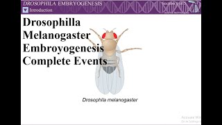 Drosophila Embryogenesis [upl. by Quintessa]