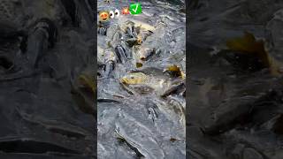 Fishing Time new Video  fishing videos latest 2024  Amazing fishing videos shortvideo youtube [upl. by Ynoble]