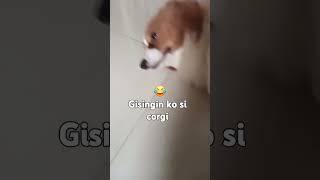 Gisingin si corgi shortvideo doglover pets corgi [upl. by Sancha]