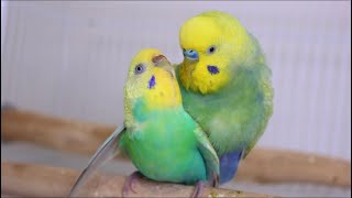 Budgies  parakeets  Mating  Breeding [upl. by Eanel]