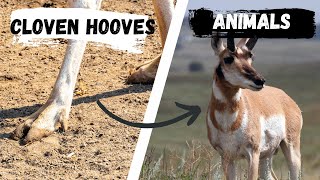 Animals with Cloven Hooves  Cloven Hoofed Animals [upl. by Abehsat359]