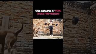 Top Pitbull Trainer Reveals Muscle Building Secrets  Pitbull Video pitbull [upl. by Alley503]