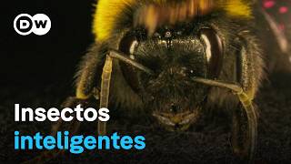 La asombrosa inteligencia de los abejorros las avispas y otros insectos  DW Documental [upl. by Enicar]