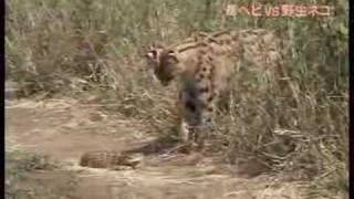 Serval vs Poisonous Snake [upl. by Prestige]