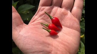 Whats That Pepper Ep80  Biquinho Pepper [upl. by Nesaj]