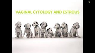 Canine Estrous Cycle Veterinary Technician Education [upl. by Jankell11]