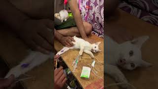 Cat virus PANLEUKOPENIA treatment full video coming soon fpv catviral catcare kittencare [upl. by Tebasile]