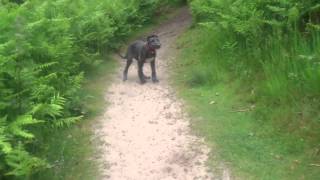 Crazy deerhound puppy [upl. by Tahpos947]