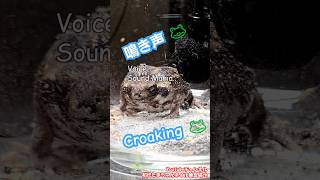 Voice Sound Mania Croaking 『声。音マニア。鳴き声。』The rain frog アメフクラガエル🐸 Prince Akubi あくび王子👑♪ Akubi [upl. by Nrev900]