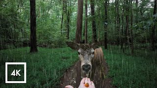 Relaxing Lush Forest Thunderstorm Walking in the Rain ASMR Nature Sounds for Sleep [upl. by Adniled]