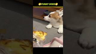 Bengali Dog Fun Explosion  funniestvideo funnymoment funnycomment [upl. by Schreib601]