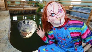 Chucky Surprises Alligators With Steak [upl. by Illehs]