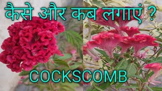 COCKSCOMB कैसे और कब लगाना चाहिए   DETAILED VIDEO  COCKSCOMB Plant Care amp Info [upl. by Yllime]