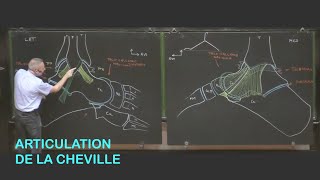 Anatomie de larticulation de la cheville Membre inférieur 9 [upl. by Andria]