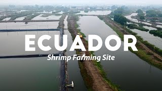 Ecuador shrimp farming siteRUNEON II bile acids on shrimp growth and survival rate [upl. by Llednahs]