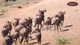 2023 Wildebeest Migration in Kenya [upl. by Nirol]