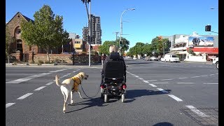 Wheelchair Assistance Dog training with Kirsty amp Chevy [upl. by Bowie440]