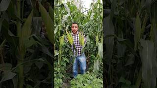 🌽🌽Población de maíz🌽🌽 maiz elotes agronomia agricultura [upl. by Ahsiatal]