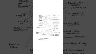 Anastomoses around elbow joint anatomy medicalnotes bhms anatomynotes bhmsexams [upl. by Tenneb]