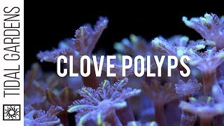 Care Tips for Clove Polyps [upl. by Ahsyek487]