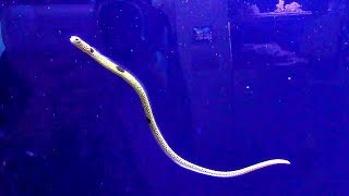 泳ぐチンアナゴ （東京タワー水族館） Swimming Spotted garden eel [upl. by Deidre]