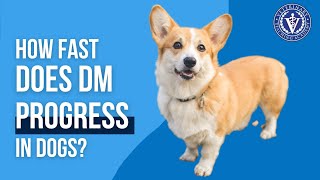 How fast does Degenerative Myelopathy progress in dogs [upl. by Stew21]