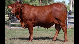 Lot 160 Eversleigh Quartz PP D5  2024 DROUGHTMASTER NATIONAL FEMALE SALE [upl. by Ylenats874]